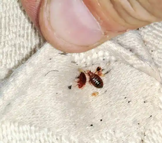 pest control Woodlawn Beach